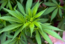 dreamstime_xs_31166563