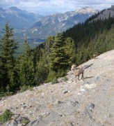 Kai 8th birthday banff pictures 058