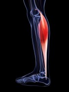 Gastrocnemius photo credit: Dreamstime