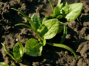 © Dleonis | Dreamstime.com - Spinach Seedlings Photo