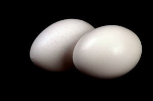 dreamstimefree_264192-2