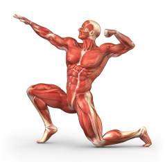 http://www.interactive-biology.com/3373/the-muscular-system-how-we-move-around/