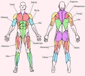 http://anatomycharts.us/tag/muscle-anatomy-back-human-body/