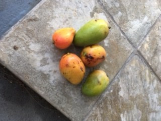 Tasty Hawaiian Mangos
